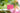 Getting Lost | Suitcase | Assorted Colours